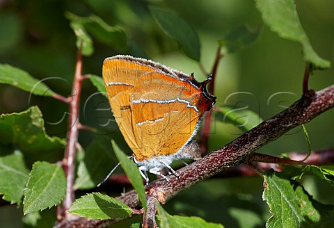 Brown Hairstreak butterfly egg laying on blackthorn Steyning Rifle Range Steyning Sussex England