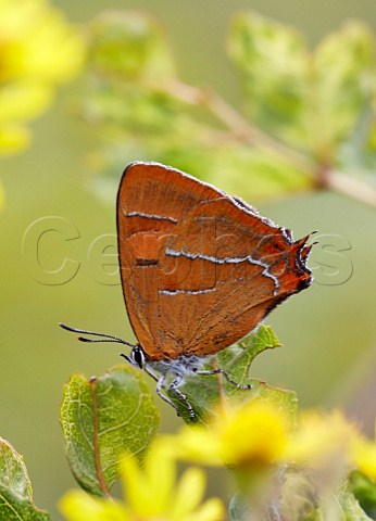 Brown Hairstreak butterfly female on blackthorn leaf Steyning Rifle Range Steyning Sussex England