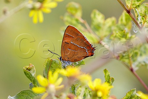Brown Hairstreak butterfly female on blackthorn leaf Steyning Rifle Range Steyning Sussex England