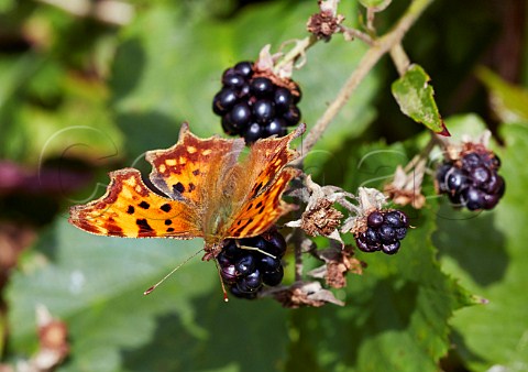Comma butterfly feeding on a blackberry Bookham Common Surrey England