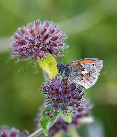 Small Heath butterfly on Wild Basil flower Blackstone Bottom near Alfriston Sussex England