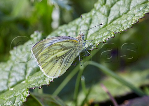 Greenveined White butterfly female Blackstone Bottom near Alfriston Sussex England