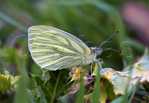 Greenveined White butterfly female Blackstone Bottom near Alfriston Sussex England