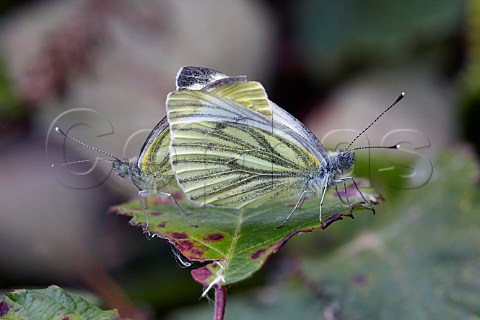 Greenveined White butterflies mating Blackstone Bottom near Alfriston Sussex England