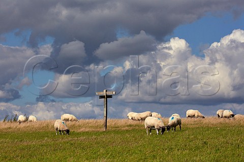 Sheep and fingerpost sign on the South Downs Way near Bostal Hill  Alfriston Sussex England
