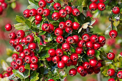 Hawthorn berries Hurst Meadows West Molesey Surrey England