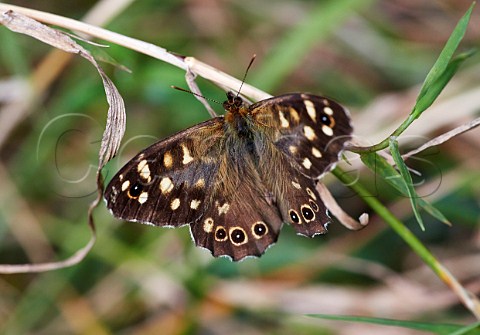 Speckled Wood butterfly Hurst Meadows West Molesey Surrey England