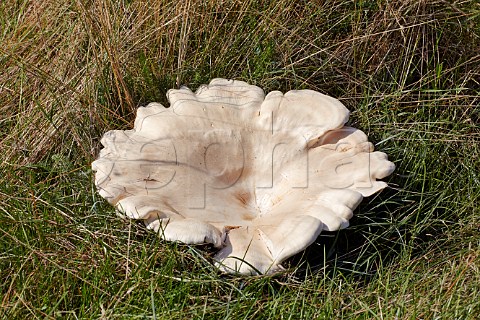 Leucopaxillus giganteus 38cm diameter commonly known as Giant Leucopax or Giant Funnel Home Park Hampton Court Palace London England