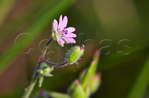 Dovesfoot Cranesbill Hurst Meadows West Molesey Surrey England