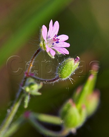 Dovesfoot Cranesbill Hurst Meadows West Molesey Surrey England