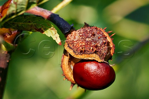 Horse Chestnut ready to fall from its shell Hurst Meadows West Molesey Surrey England