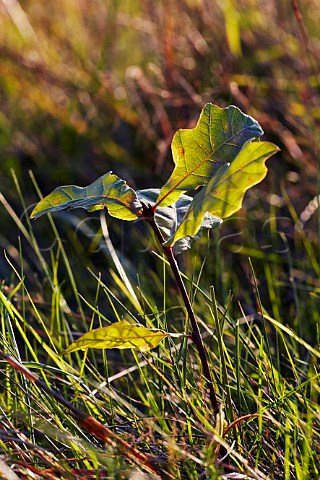 Oak sapling growing in the grassland of Hurst Meadows West Molesey Surrey England