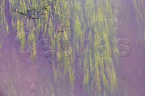 Weed in the fastflowing River Mole Cobham Surrey England