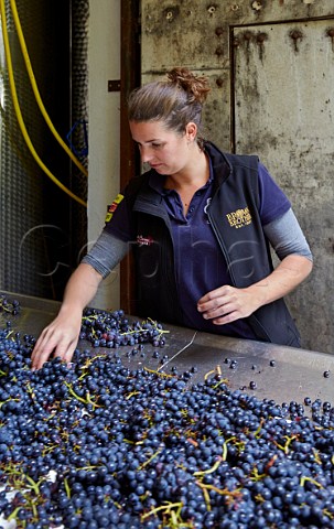 Katherine Brown of Brown Brothers sorting Pinot Noir grapes at Domaine Andr et Mireille Tissot MontignylsArsures Jura France Arbois