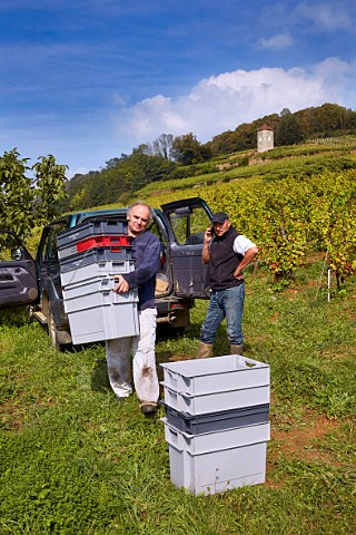 Stphane Tissot on phone delivering harvest crates to his vineyard below La Tour de Curon  Domaine Andr et Mireille Tissot Arbois Jura France Arbois