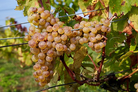 Melon  Queue Rouge grapes a variation of Chardonnay in vineyard of Domaine Andr et Mireille Tissot Arbois Jura France Arbois