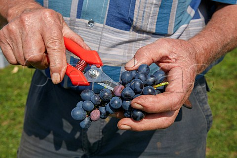 Bunch of Trousseau grapes with berries damaged by the Spottedwing Drosophila an Asian fruit fly which causes sour rot  Arbois Jura France Arbois