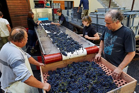 Sorting Trousseau grapes and destemming the bunches on a crible Domaine Andr et Mireille Tissot MontignylsArsures Jura France Arbois