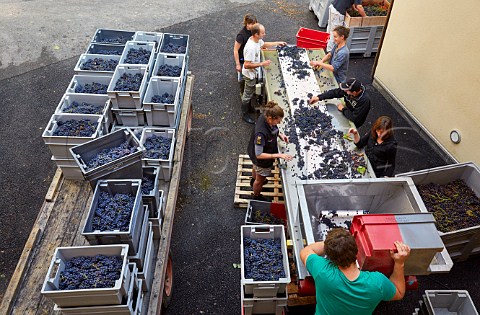 Sorting harvested Trousseau grapes at Domaine Andr et Mireille Tissot MontignylsArsures Jura France Arbois