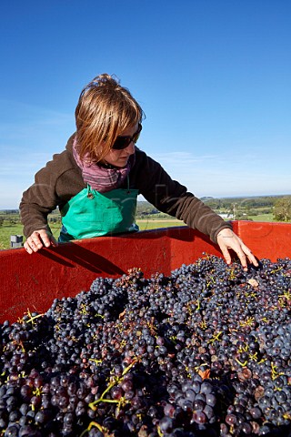 Sorting harvested Trousseau grapes in vineyard of Domaine Daniel Dugois Les Arsures Jura France  Arbois
