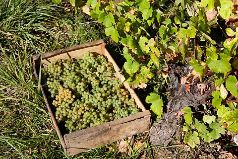Harvested Savagnin grapes in boxes ready to be dried for Vin de Paille in vineyard of Frdric Lornet MontignylsArsures Jura France Arbois