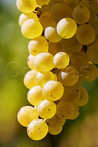 Savagnin grapes in vineyard of Frdric Lornet MontignylsArsures Jura France Arbois