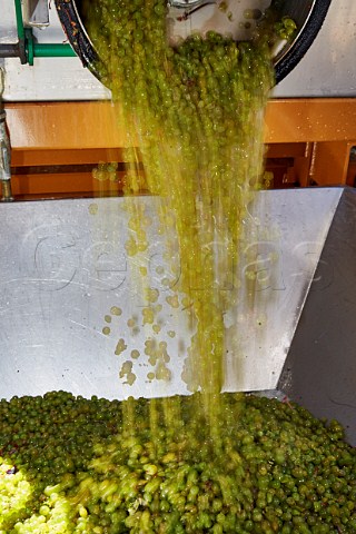 Machine harvested Savagnin grapes arriving at the winery of Frdric Lornet MontignylsArsures Jura France Arbois
