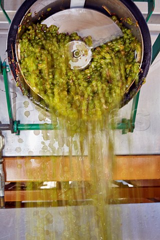 Machine harvested Savagnin grapes arriving at the winery of Frdric Lornet MontignylsArsures Jura France Arbois