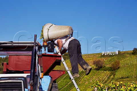 Hod carrier tipping Chardonnay grapes into trailer in Marcette vineyard of Domaine de la Renardire Pupillin Jura France   ArboisPupillin