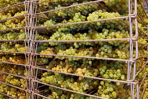 Drying bunches of Savagnin grapes on racks for Vin de Paille in a loft at the Cellier de Genne winery of Frdric Lornet  MontignylsArsures Jura France Arbois