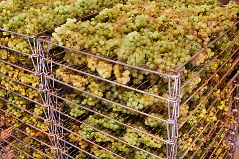 Drying bunches of Savagnin grapes on racks for Vin de Paille in a loft at the Cellier de Genne winery of Frdric Lornet  MontignylsArsures Jura France Arbois