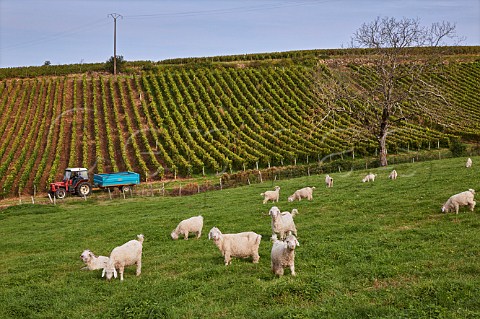 Sheep in field by vineyard MontignylsArsures Jura France Arbois