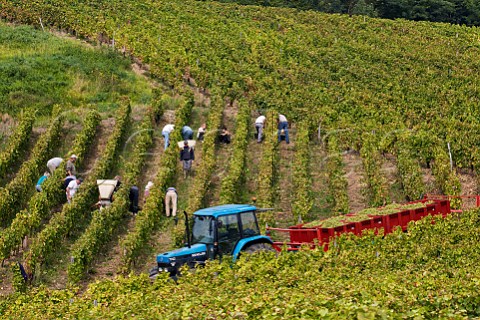 Harvesting Savagnin grapes for the Fruitire Vinicole de Voiteur in Clos Bacchus vineyard at MentruleVignoble Jura France  ChteauChalon