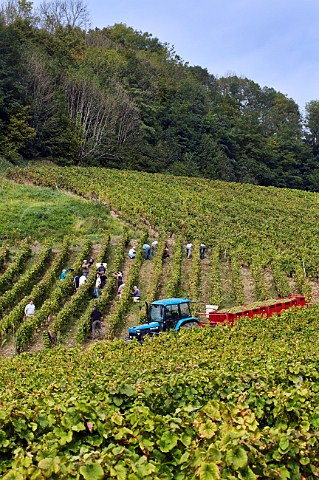 Harvesting Savagnin grapes for the Fruitire Vinicole de Voiteur in Clos Bacchus vineyard at MentruleVignoble Jura France  ChteauChalon