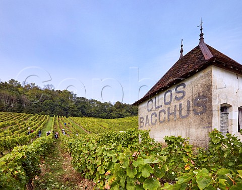 Harvesting Savagnin grapes for Domaine Franois RoussetMartin in Clos Bacchus vineyard at MentruleVignoble Jura France  Ctes du Jura