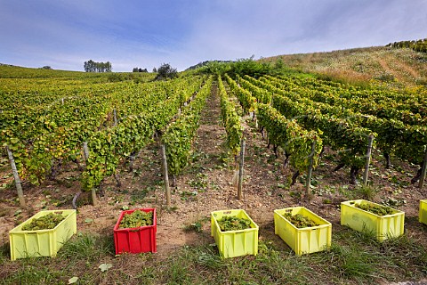 Crates of harvested Savagnin grapes in vineyard of Domaine Henri Maire at MentruleVignoble Jura France  ChteauChalon