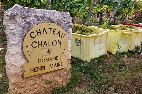 Crates of harvested Savagnin grapes by marker stone in vineyard of Domaine Henri Maire MentruleVignoble Jura France  ChteauChalon