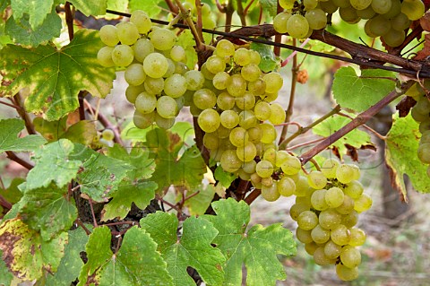 Savagnin grapes in vineyard at MentruleVignoble Jura France  ChteauChalon