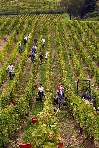Harvesting Savagnin grapes in Le Nid vineyard of Domaine Courbet ChteauChalon Jura France ChteauChalon
