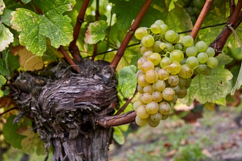 Savagnin grapes on old vine ChteauChalon Jura France  ChteauChalon