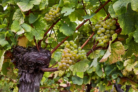 Savagnin grapes on old vine ChteauChalon Jura France  ChteauChalon
