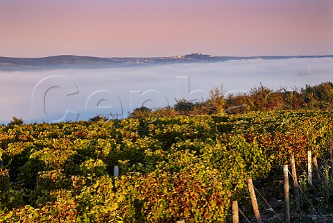 Early morning light on vineyard at Les Loges with view over the fogfilled Loire Valley to the hilltop town of Sancerre Near PouillysurLoire Nivre France  PouillyFum