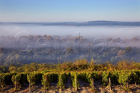 Early morning light on vineyard at Les Loges with view over the fogfilled Loire Valley Near PouillysurLoire Nivre France  PouillyFum