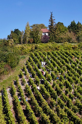 Harvesting Sauvignon Blanc grapes in steep vineyard at Sancerre Cher France  Sancerre