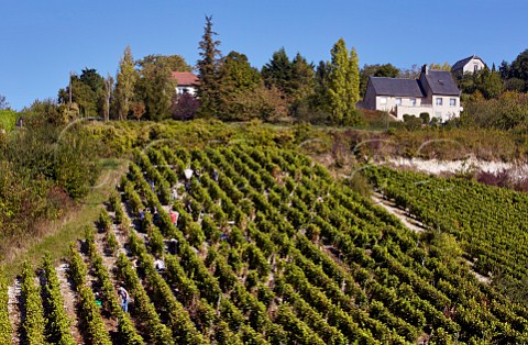 Harvesting Sauvignon Blanc grapes in steep vineyard at Sancerre Cher France  Sancerre