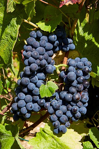 Pinot Noir grapes in vineyard at Chavignol Cher France   Sancerre