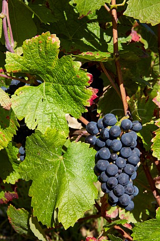 Pinot Noir grapes in vineyard at Chavignol Cher France   Sancerre