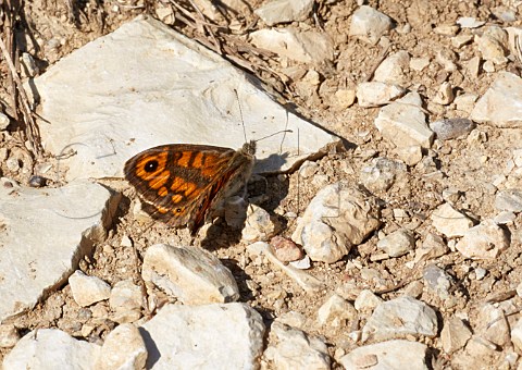 Wall butterfly Lasiommata megera on the limestone soil in vineyard at Chavignol Cher France  Sancerre