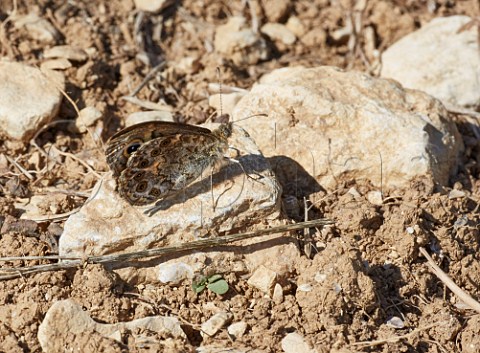 Wall butterfly Lasiommata megera on the limestone soil in vineyard at Chavignol Cher France  Sancerre