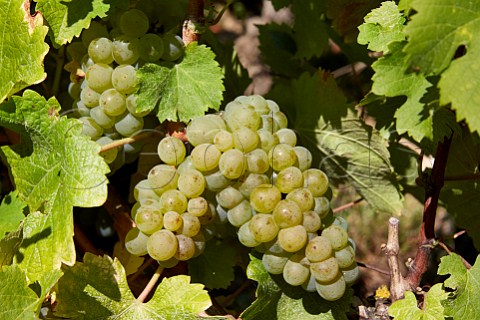 Sauvignon Blanc grapes in vineyard at Bu Cher France   Sancerre